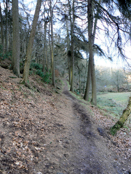 Back Forest Back Forest